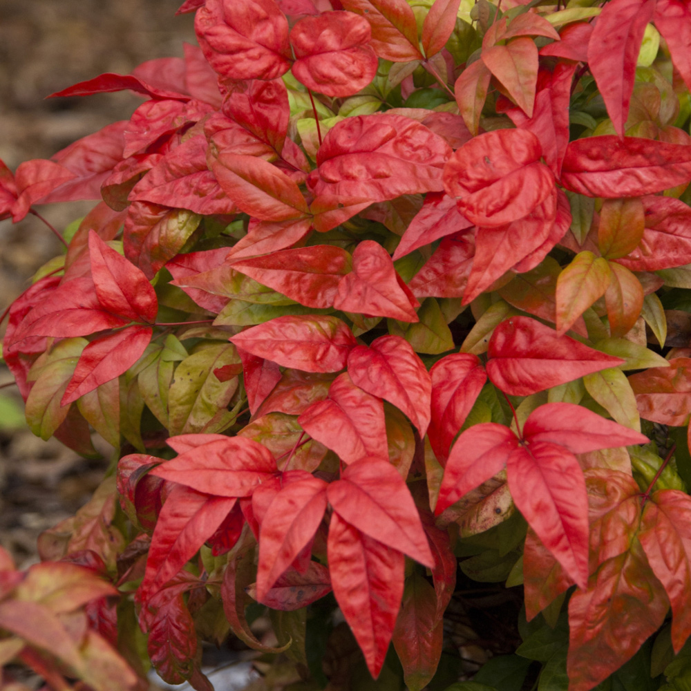 Nandina Domestica Plants To Your Door