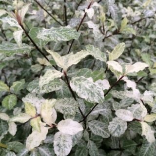 5mmcaeehn2j67ke2svu38epj7le5j3tco4qspu75_superthumb