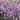 6.-Lavandula-angustifolia-Rosea-1
