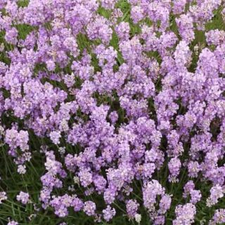 6.-Lavandula-angustifolia-Rosea-1