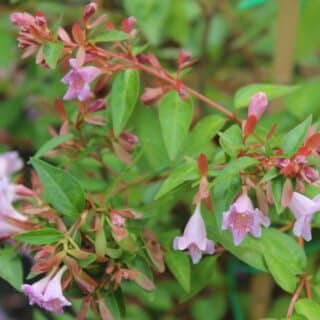 Abelia Edward Goucher