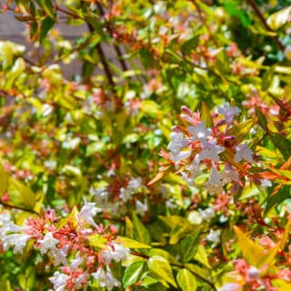 Abelia Kaleidoscope