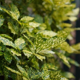 Aucuba Japonica ‘Crotonifolia’