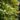 Aucuba Japonica ‘Crotonifolia’