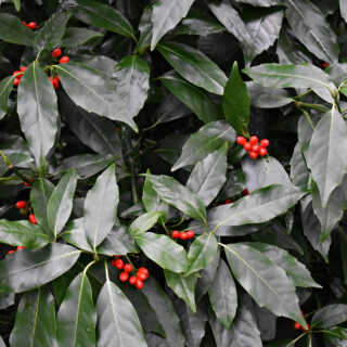 Aucuba Japonica ‘Rozannie’
