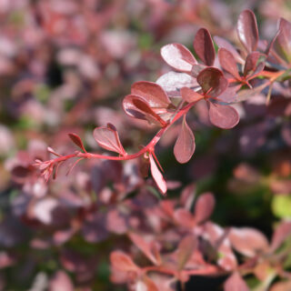 Berberis Thunbergii ‘Atropurpurea Nana’