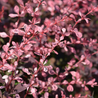 Berberis Thunbergii ‘Harlequin’