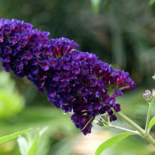 Buddleja Davidii ‘Black Knight’