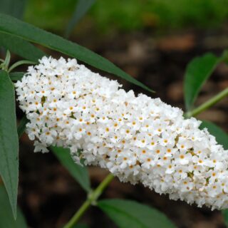 Buddleja Davidii ‘White Profusion’