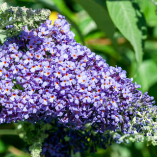 Buddleja ‘Lochinch’