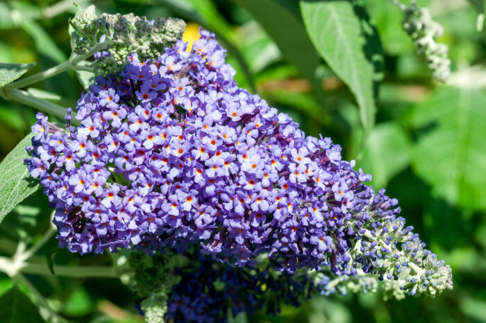 Buddleja 'Lochinch'