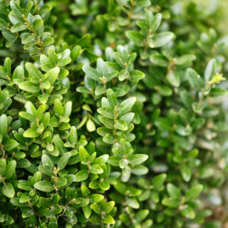 Buxus Sempervirens
