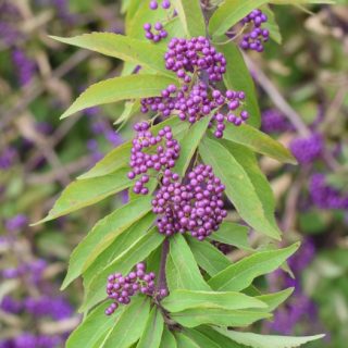 Callicarpa bodinieri ‘Autumn Glory