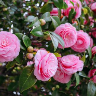 Camellia Japonica
