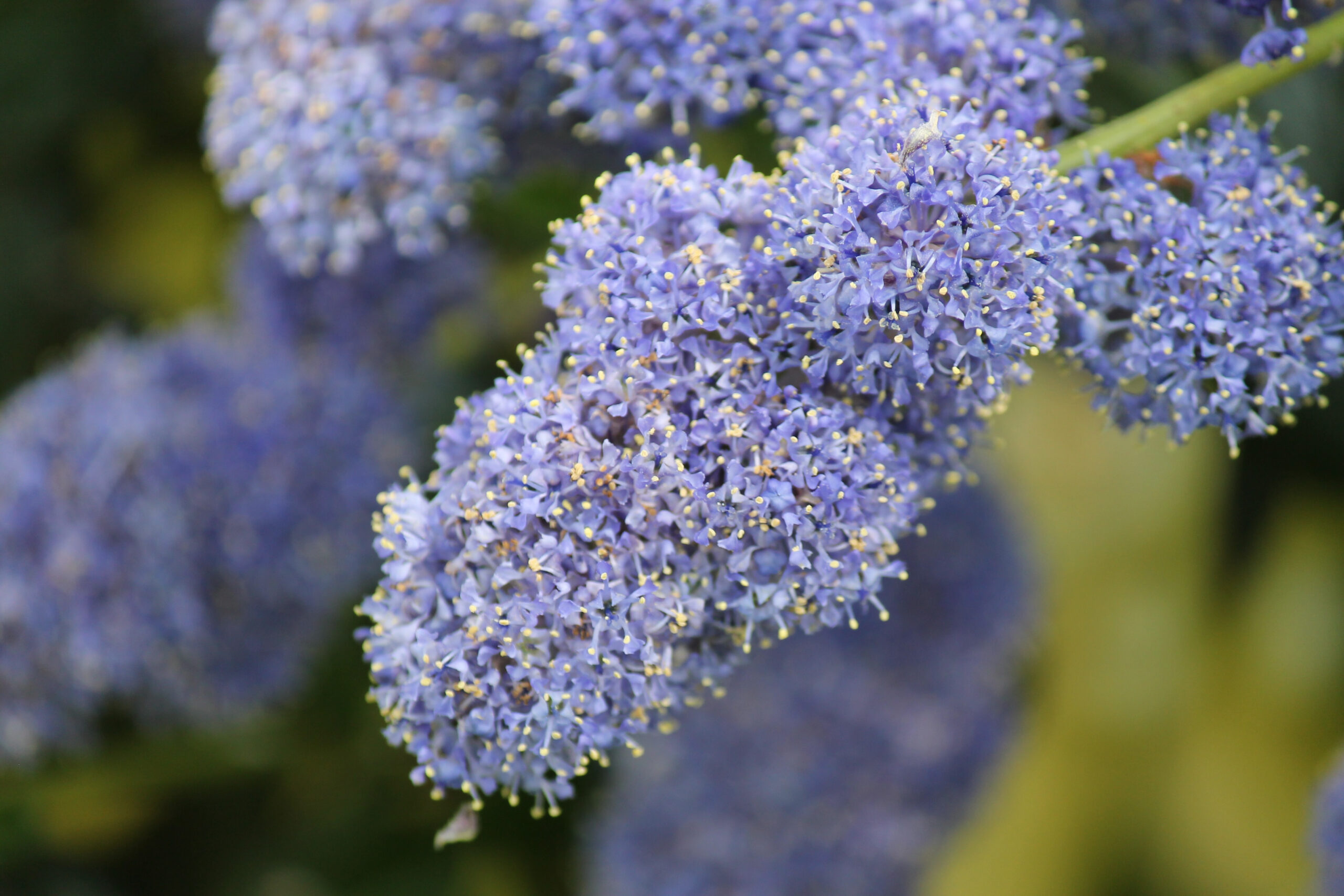 Ceanothus Concha Monrovia , concha ceanothus – GIHOU