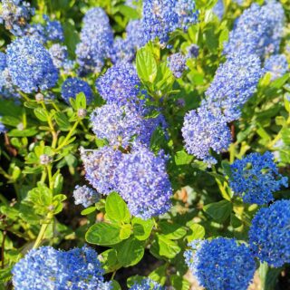 Ceanothus Impressus ‘Victoria’