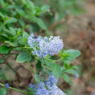 Ceanothus ‘Puget Blue’