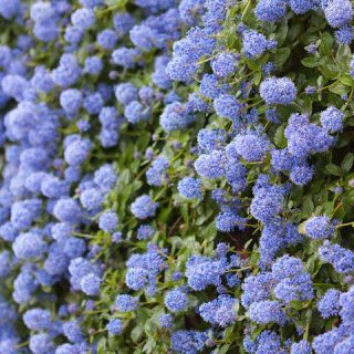 Ceanothus arb. ‘Blue Mound’