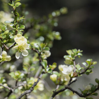 Chaenomeles Speciosa ‘Nivalis’