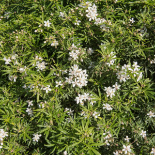 Choisya x Dewitteana ‘White Dazzler’