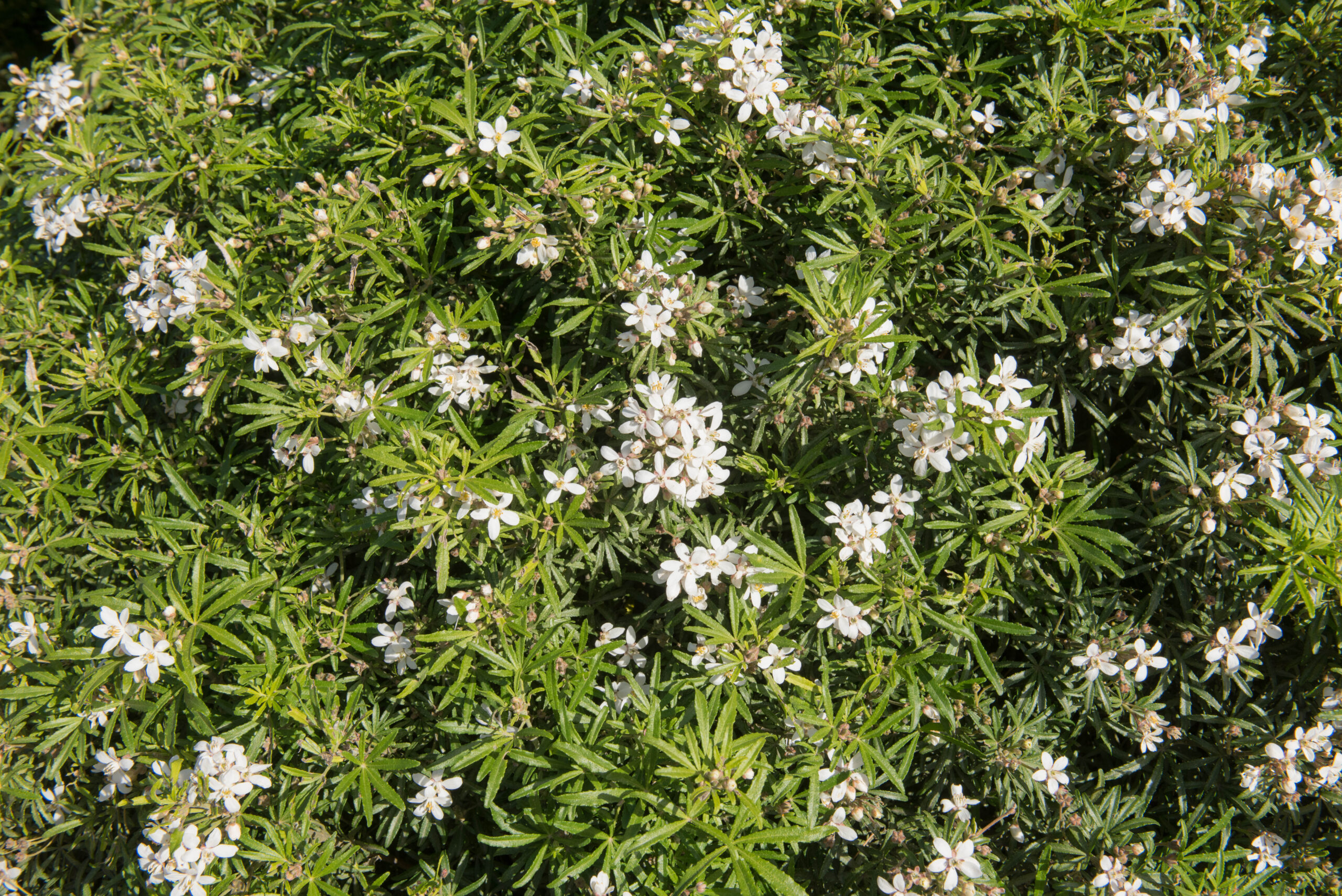 Choisya X Dewitteana White Dazzler Plants To Your Door
