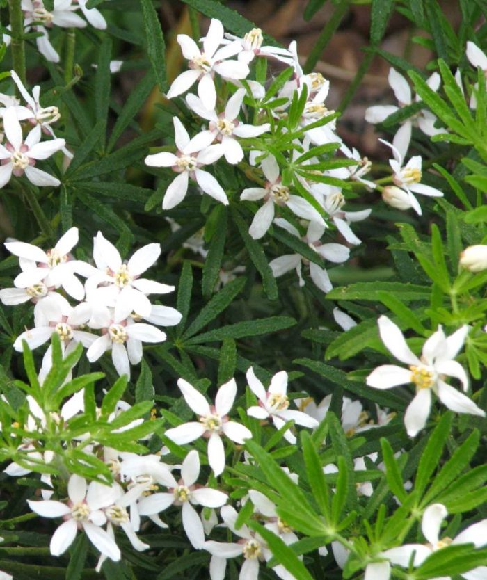 Choisya X Dewitteana White Dazzler Plants To Your Door
