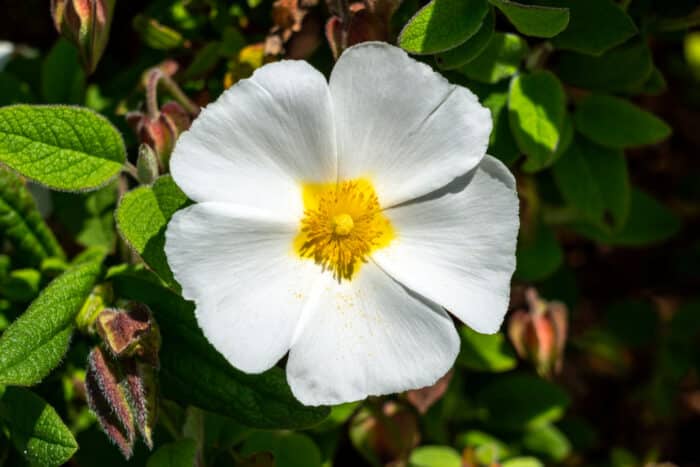 Cistus x Corbariensis