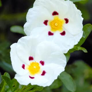 Cistus x Dansereaui ‘Decumbens’