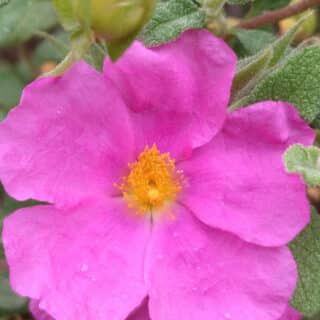 Cistus x Pulverulentus ‘Sunset’