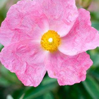 Cistus x arg. ‘Silver Pink’