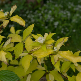 Cornus Alba ‘Aurea’