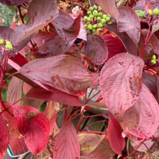 Cornus Alba ‘Baton Rouge’