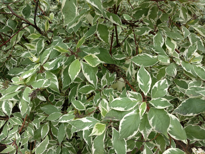 Cornus Alba 'Ivory Halo'