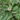 Cornus Alba ‘Sibirica Variegata’