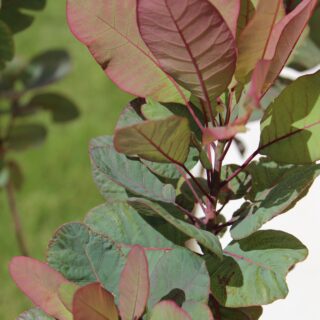 Cotinus Coggygria ‘Old Fashioned’