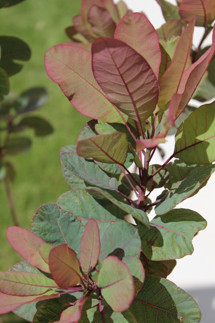 Cotinus Coggygria 'Old Fashioned'