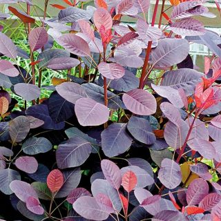Cotinus acog. ‘Dusky Maiden’.
