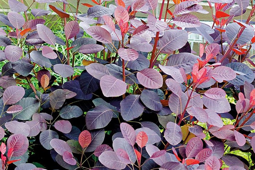 Cotinus acog. 'Dusky Maiden'.