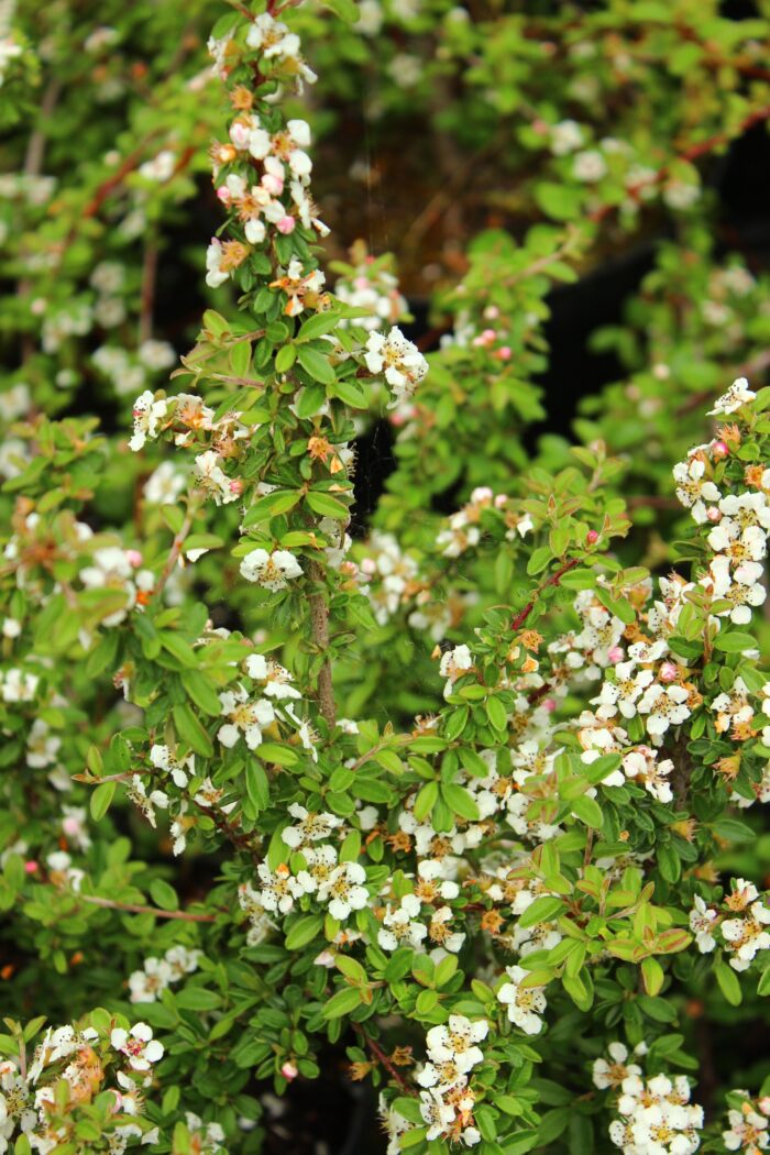 Cotoneaster Conspicuus 'Decorus'