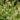 Cotoneaster Conspicuus ‘Decorus’