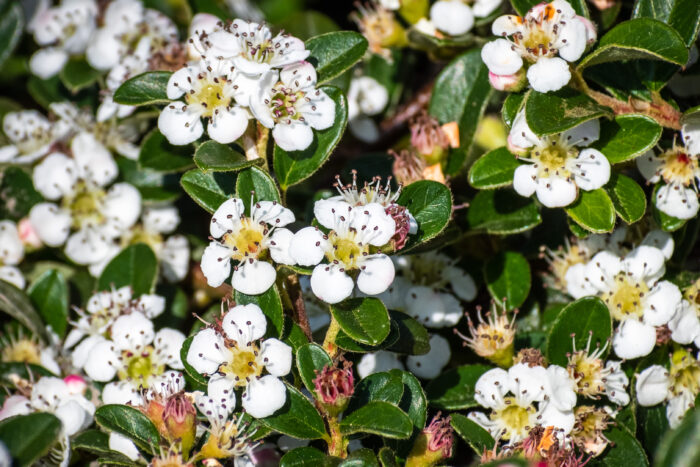 Cotoneaster Dammeri