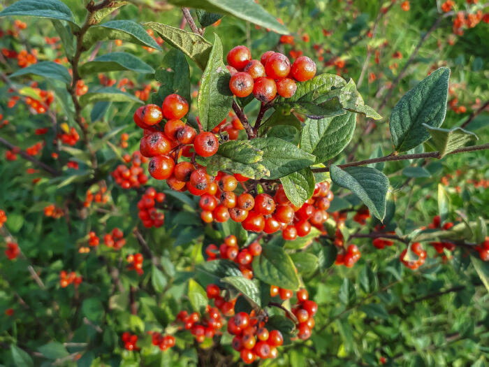 Cotoneaster Franchetii