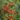 Cotoneaster Franchetii