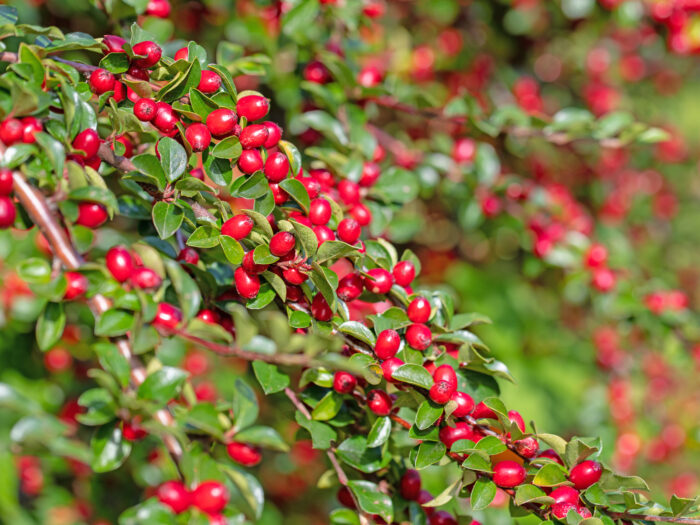 Cotoneaster Horizontalis