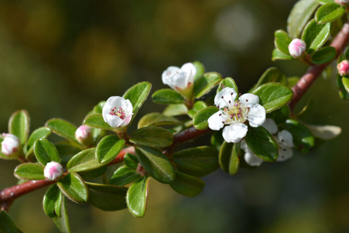 Cotoneaster x Suecicus 'Coral Beauty'