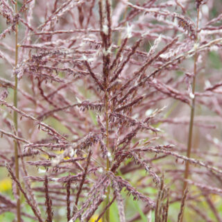Miscanthus Sinensis ‘Ferner Osten’