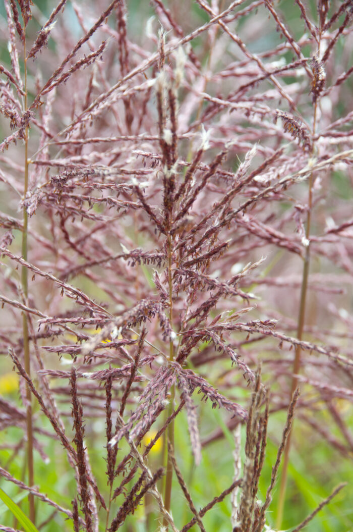 Miscanthus Sinensis 'Ferner Osten'