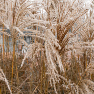 Miscanthus Sinensis ‘Ferner Osten’