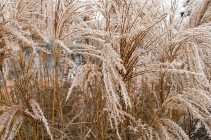 Miscanthus Sinensis 'Ferner Osten'