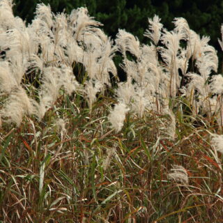 Miscanthus Sinensis ‘Graziella’